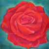  rote Rose 